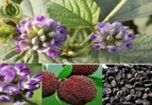 ਬਾਕੁਚੀ : ਔਸ਼ਧੀ ਗੁਣਾਂ ਨਾਲ ਭਰਪੂਰ ਇੱਕ ਚਮਤਕਾਰੀ ਜੜੀ ਬੂਟੀ, ਆਓ ਜਾਣਦੇ ਹਾਂ ਇਸ ਦੇ ਫਾਇਦੇ